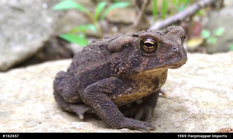 Eastern American Toad