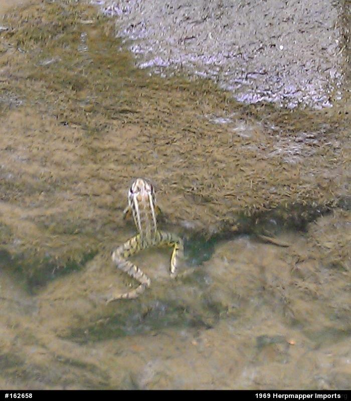 Pickerel Frog