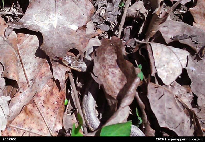 Eastern Gartersnake