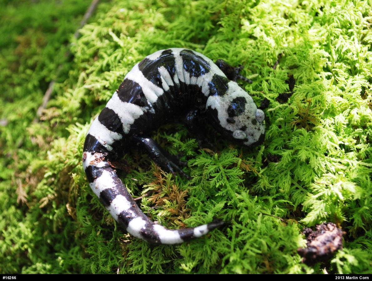 Marbled Salamander