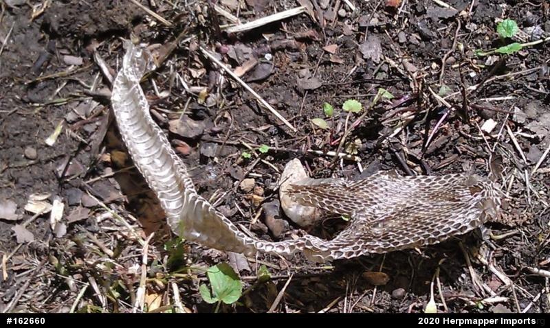 Eastern Gartersnake