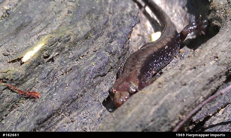 Allegheny Mountain Dusky Salamander