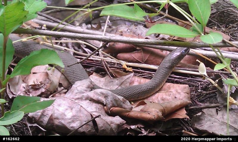 Northern Watersnake