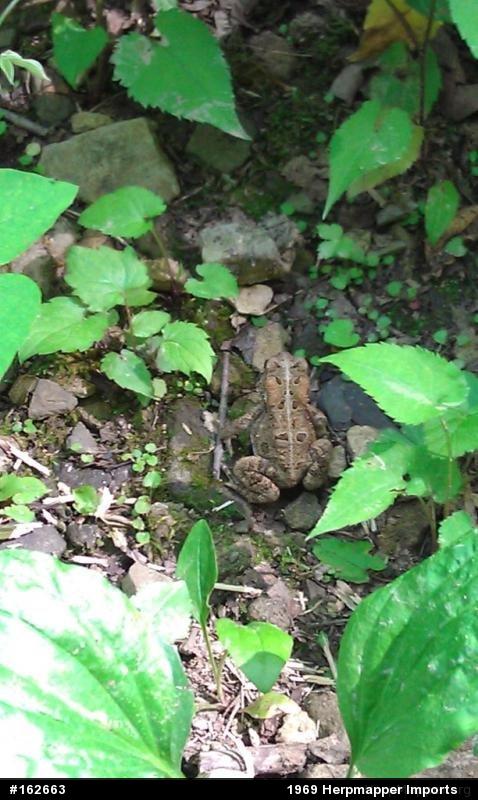 Eastern American Toad