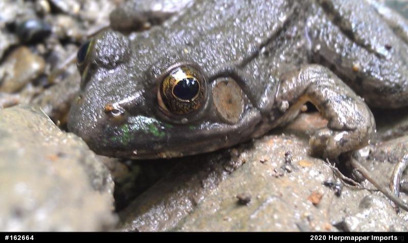 Green Frog