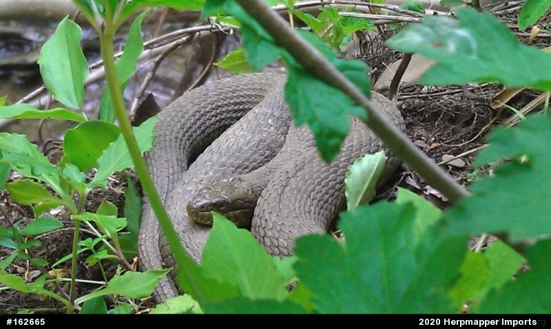 Northern Watersnake