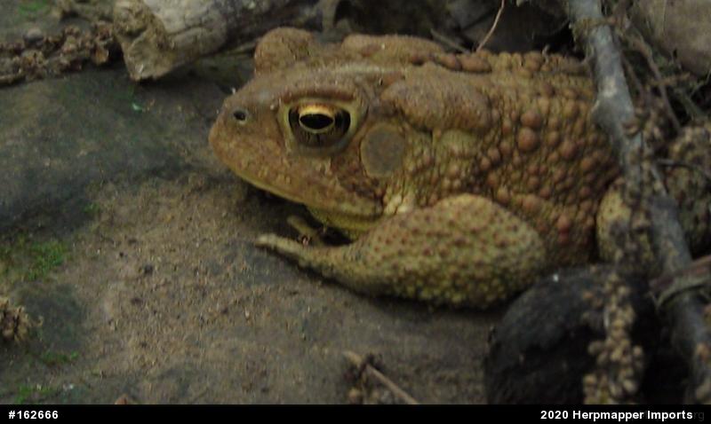 Eastern American Toad