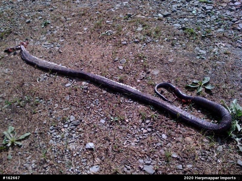 Eastern Ratsnake