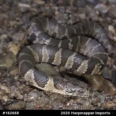 Northern Watersnake