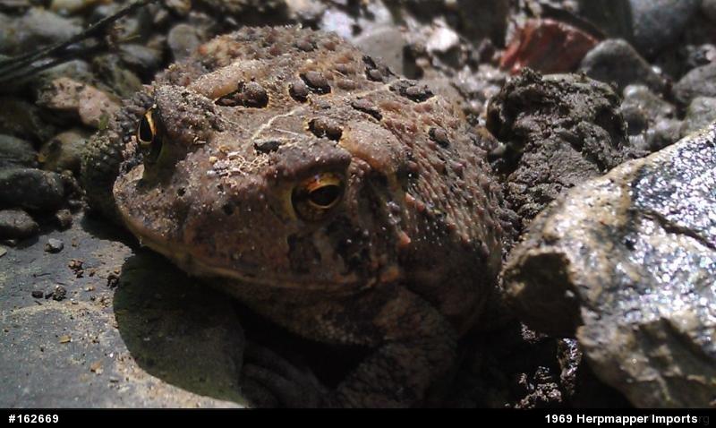 Eastern American Toad