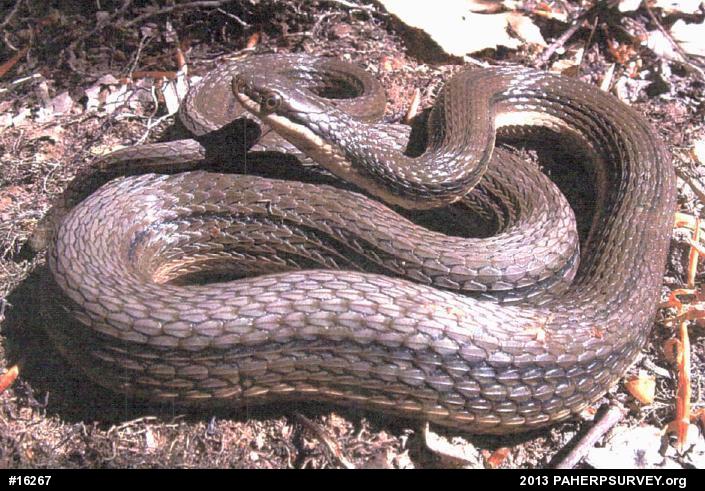 Queensnake