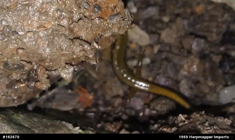 Northern Two-lined Salamander