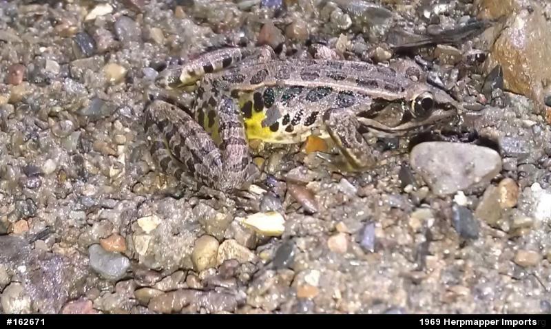 Pickerel Frog