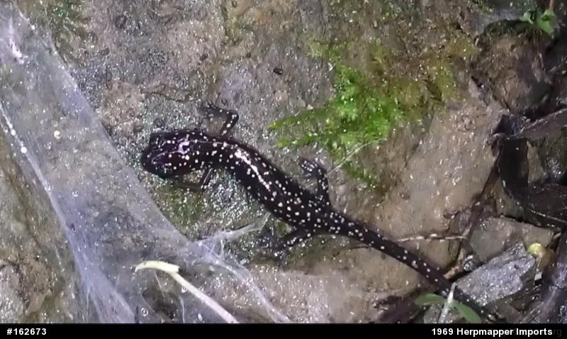 Northern Slimy Salamander