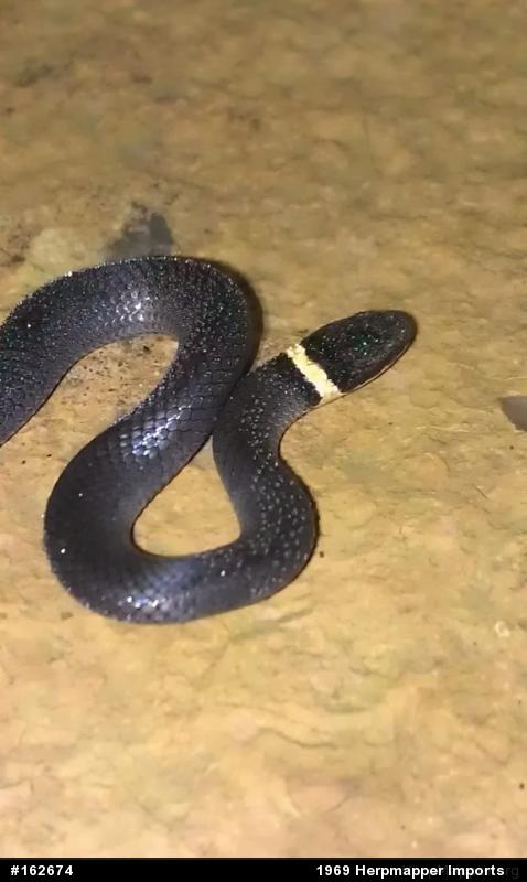 Northern Ring-necked Snake