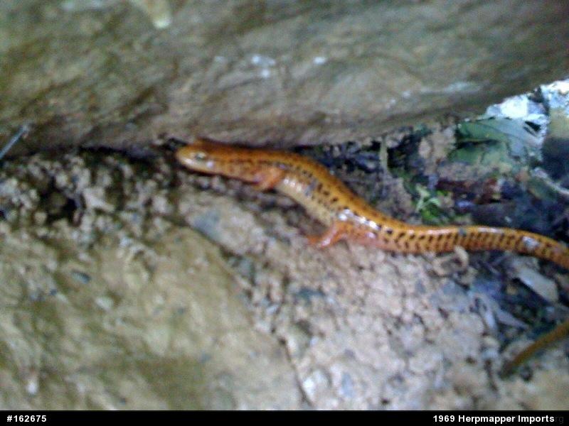 Eastern Long-tailed Salamander