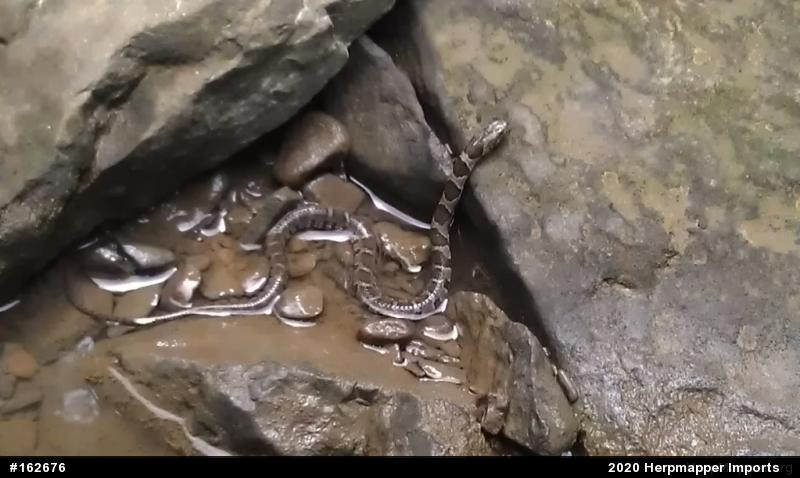 Northern Watersnake