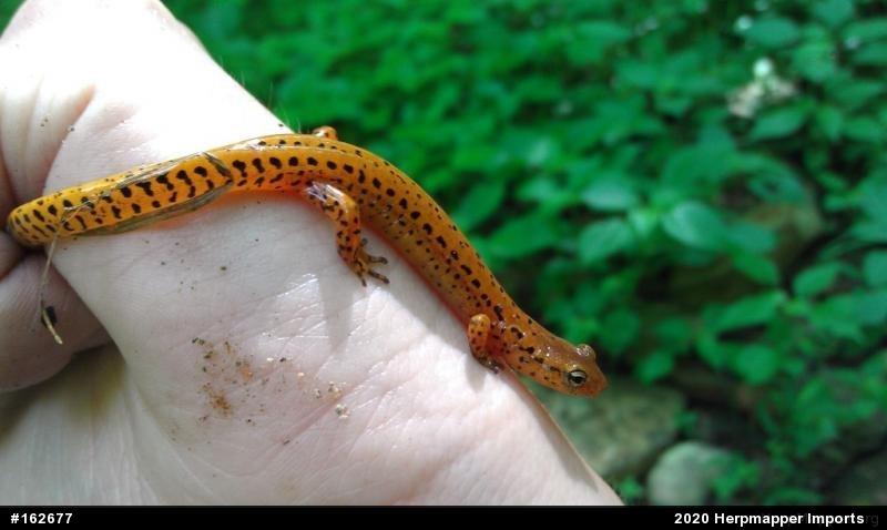 Eastern Long-tailed Salamander