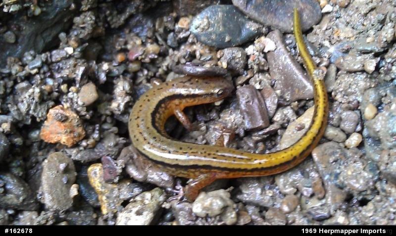 Northern Two-lined Salamander