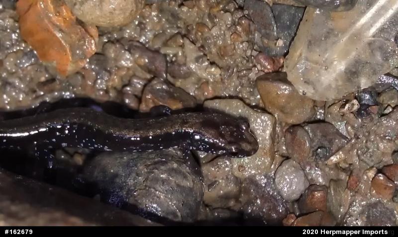 Allegheny Mountain Dusky Salamander
