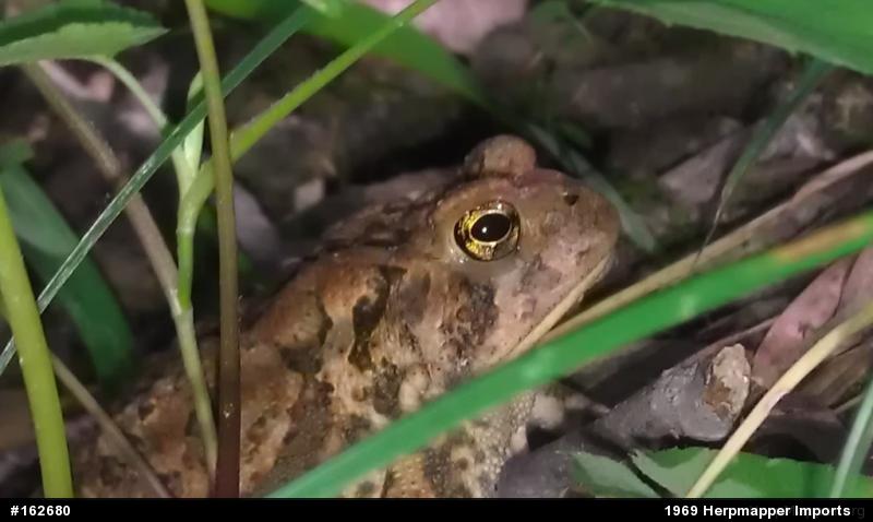 True Toads