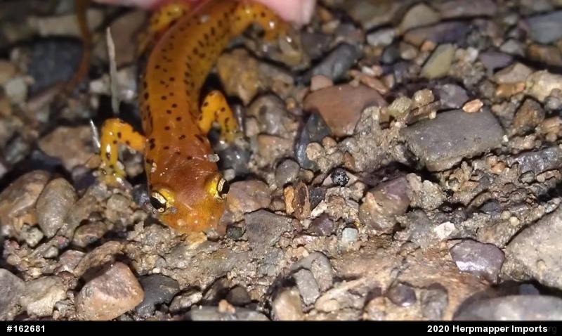 Eastern Long-tailed Salamander
