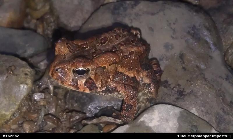Eastern American Toad
