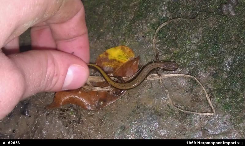 Northern Two-lined Salamander