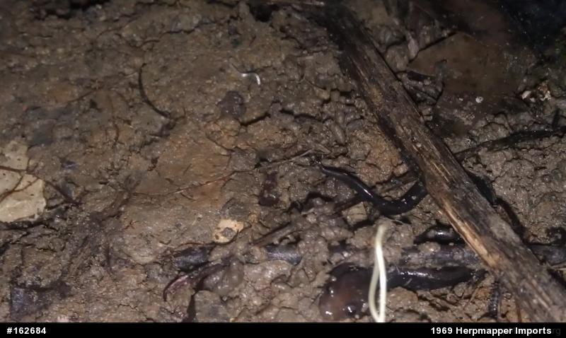 Allegheny Mountain Dusky Salamander