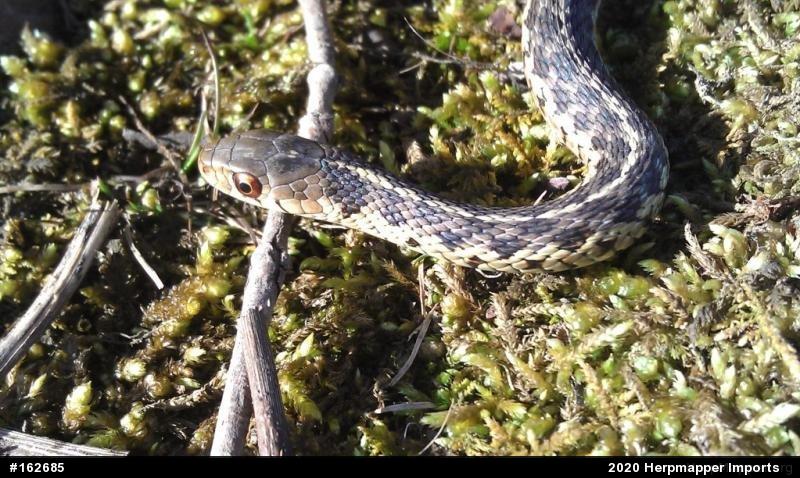 Eastern Gartersnake