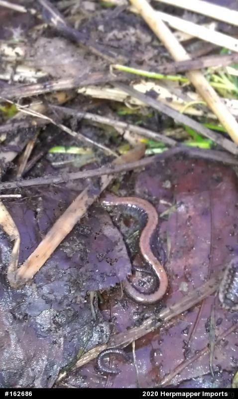 Eastern Red-backed  Salamander