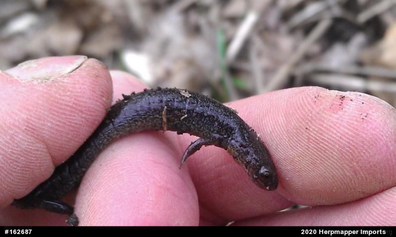 Woodland Salamanders