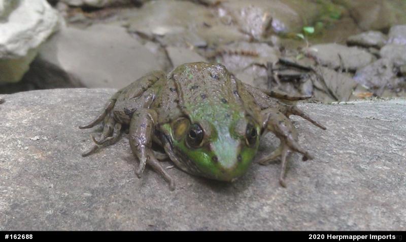 Green Frog