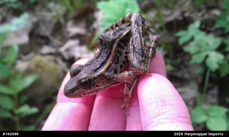 Pickerel Frog
