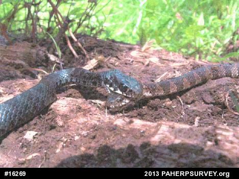 Northern Watersnake