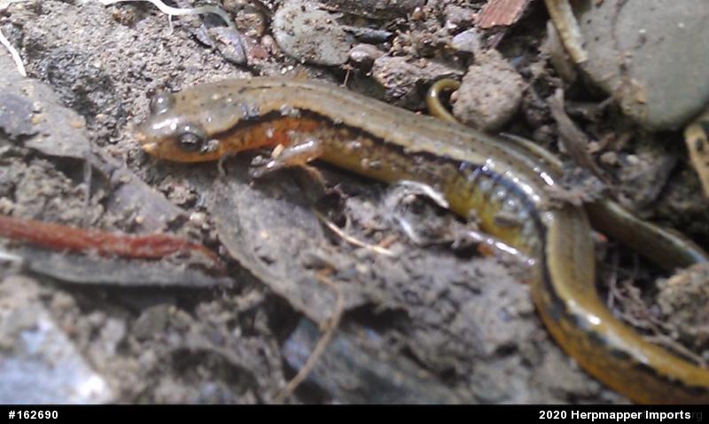 Northern Two-lined Salamander