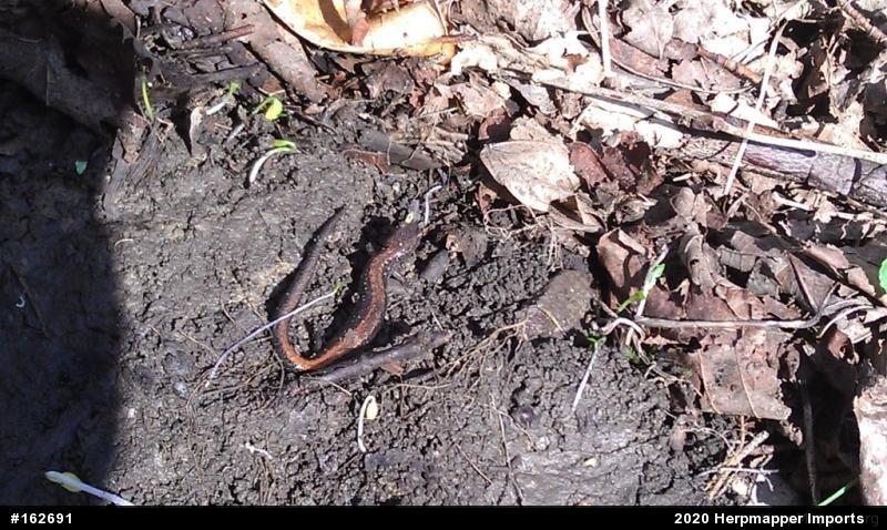 Eastern Red-backed  Salamander