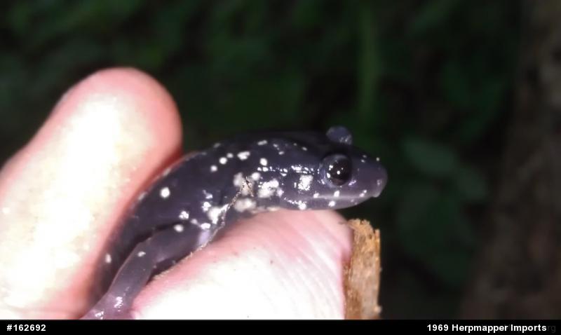 Northern Slimy Salamander