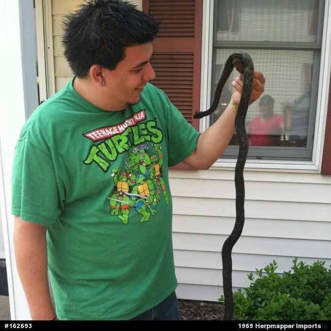 Eastern Ratsnake
