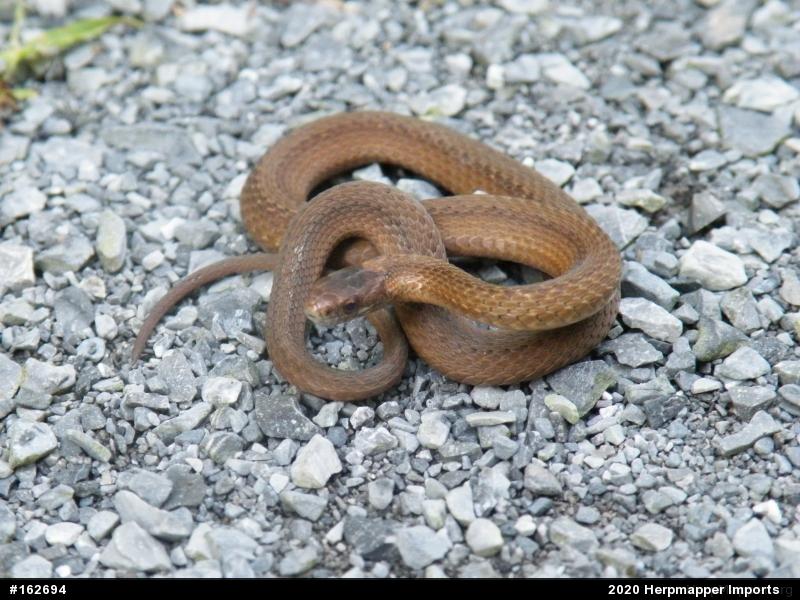 Red-bellied Snake