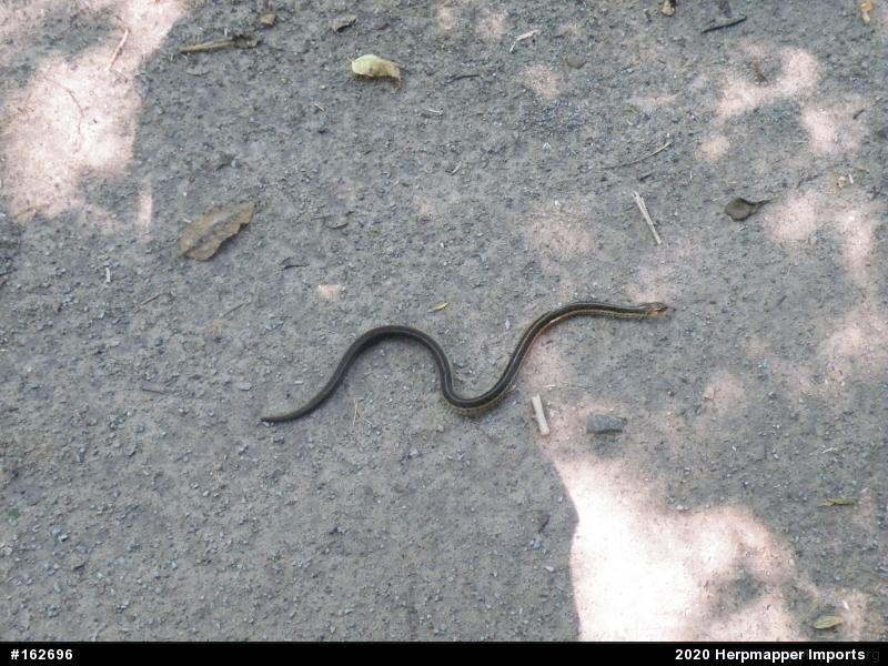 Eastern Gartersnake