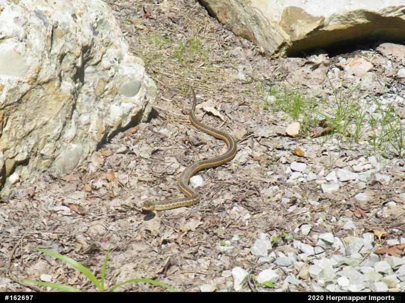 Eastern Gartersnake