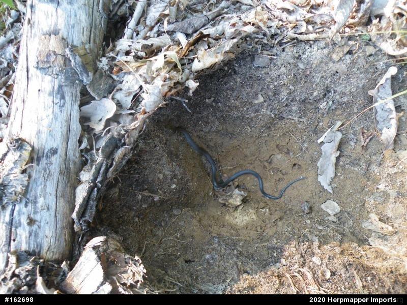 Northern Ring-necked Snake