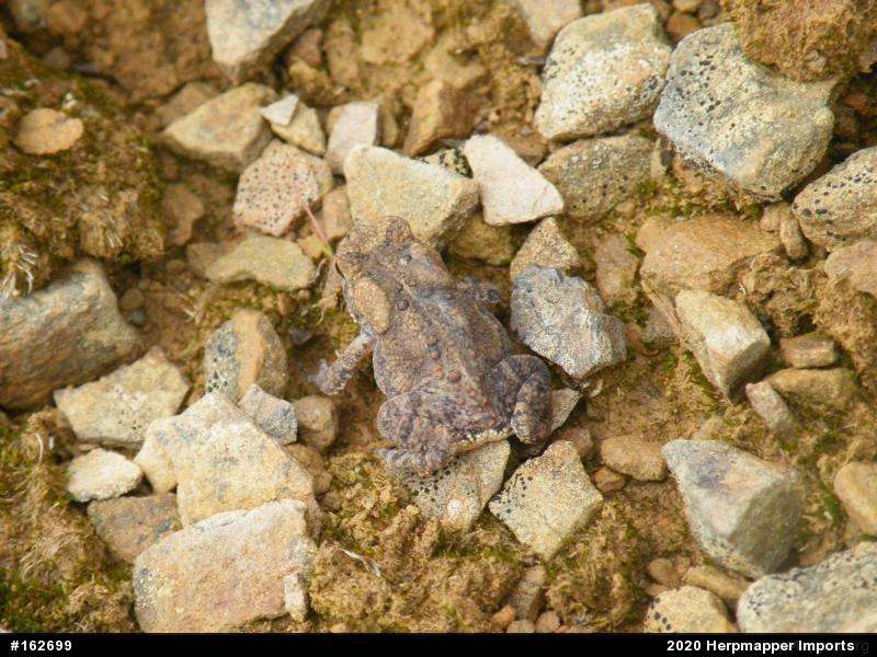 Eastern American Toad