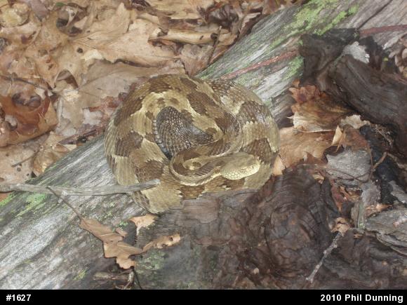 Timber Rattlesnake