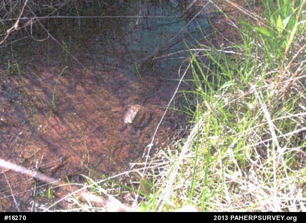 Snapping Turtle