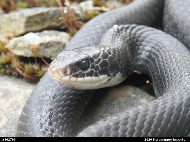 Northern Black Racer