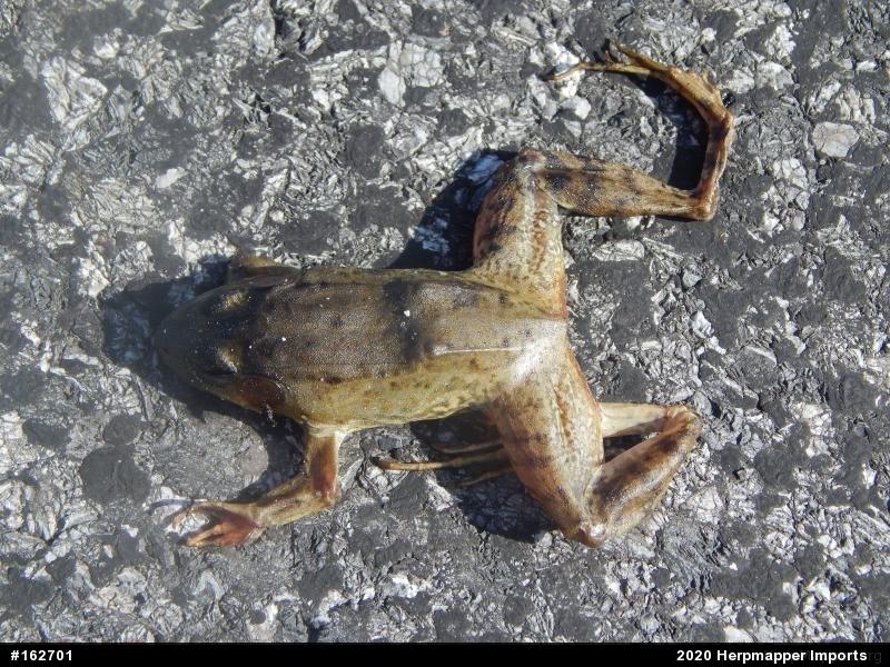 Green Frog