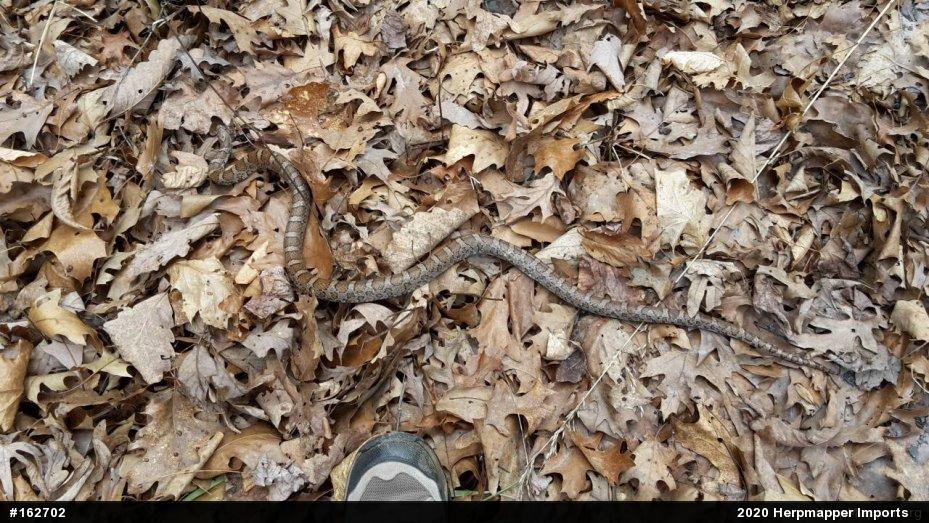 Eastern Milksnake