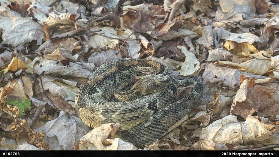 Timber Rattlesnake